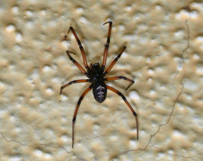 maschio di Steatoda paykulliana